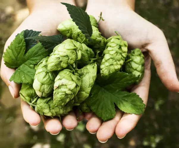 Malt quality illustration for beer brewing